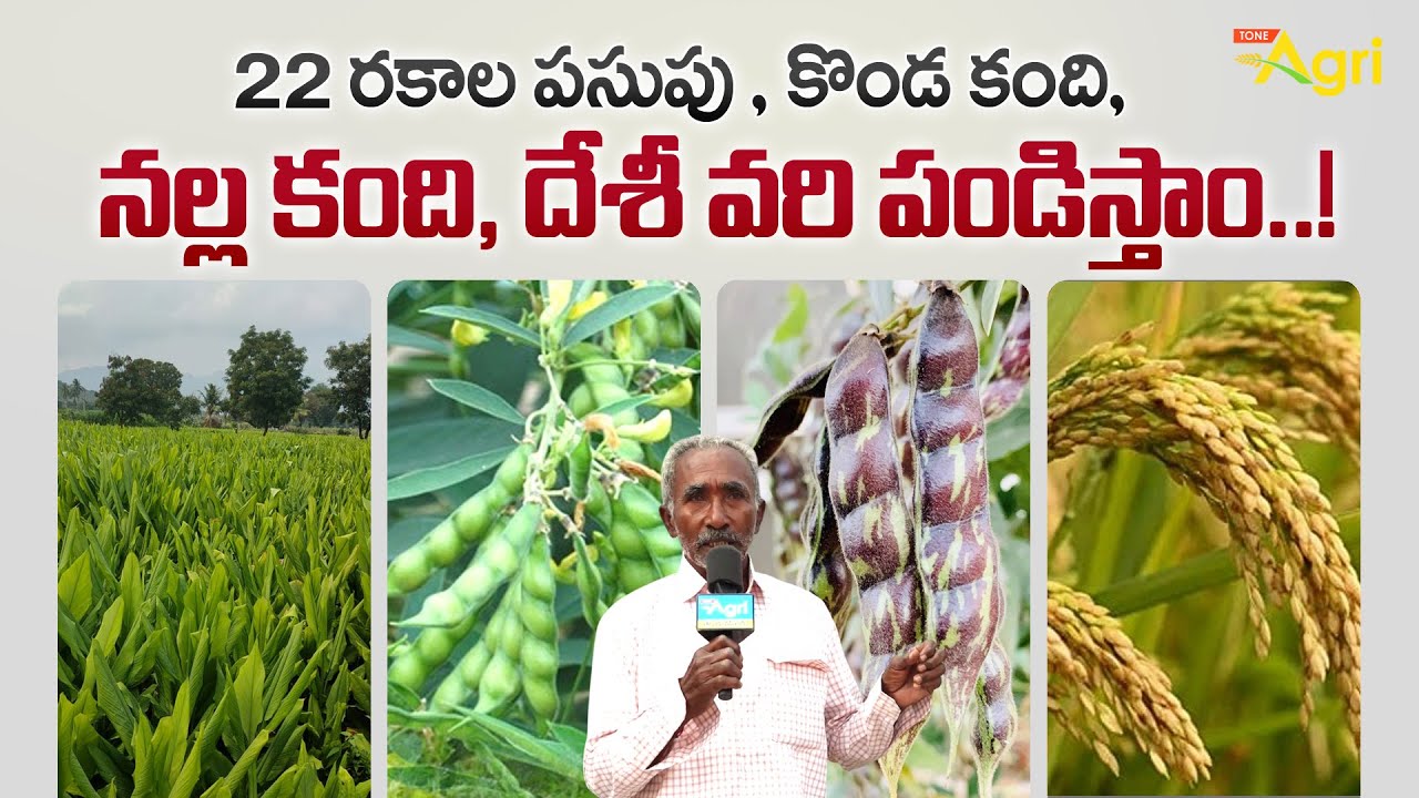 Grand Indian Nursery Mela 2026 | 22 రకాల పసుపు , దేశీ వరి పండిస్తాo | Inspiring Farmers | Tone Agri