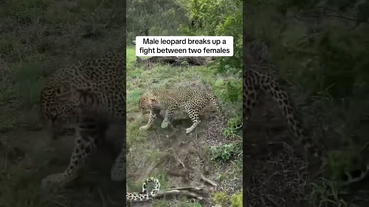 Male leopard breaks up a fight between two females.