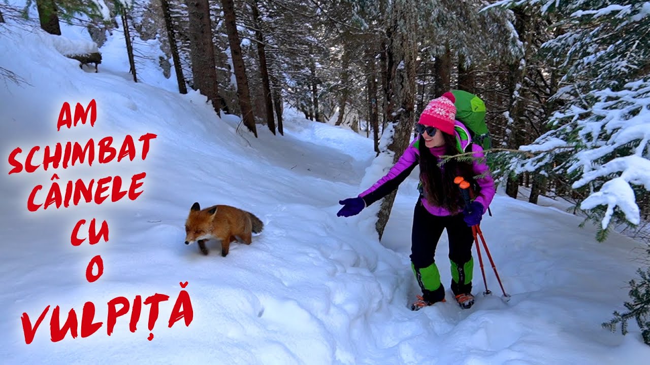 Urmăriţi de o vulpe în Piatra Craiului | Cabana Curmătura - Vârful Piatra Mică