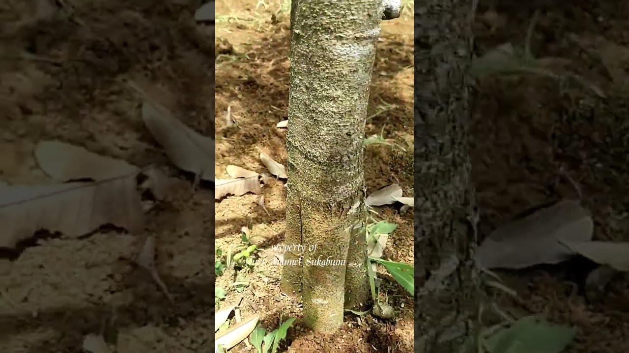 Pohon durian bawor,pasca pruning🌿🌿🌿#jabar istimewa 💥
