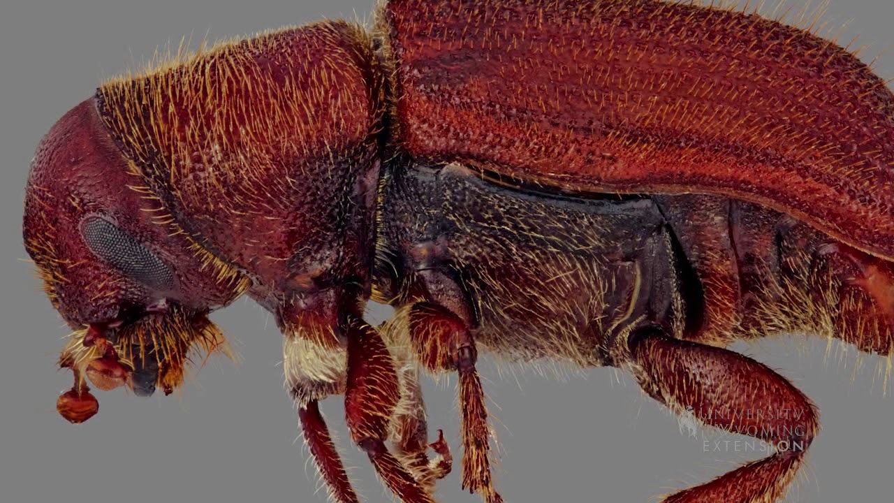 Pine Beetle Life Cycle