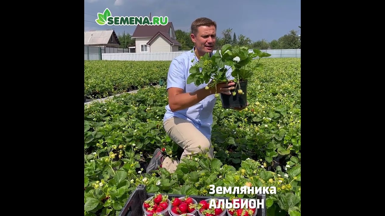 Крупноплодная земляника Альбион от интернет-магазина SEMANA.RU