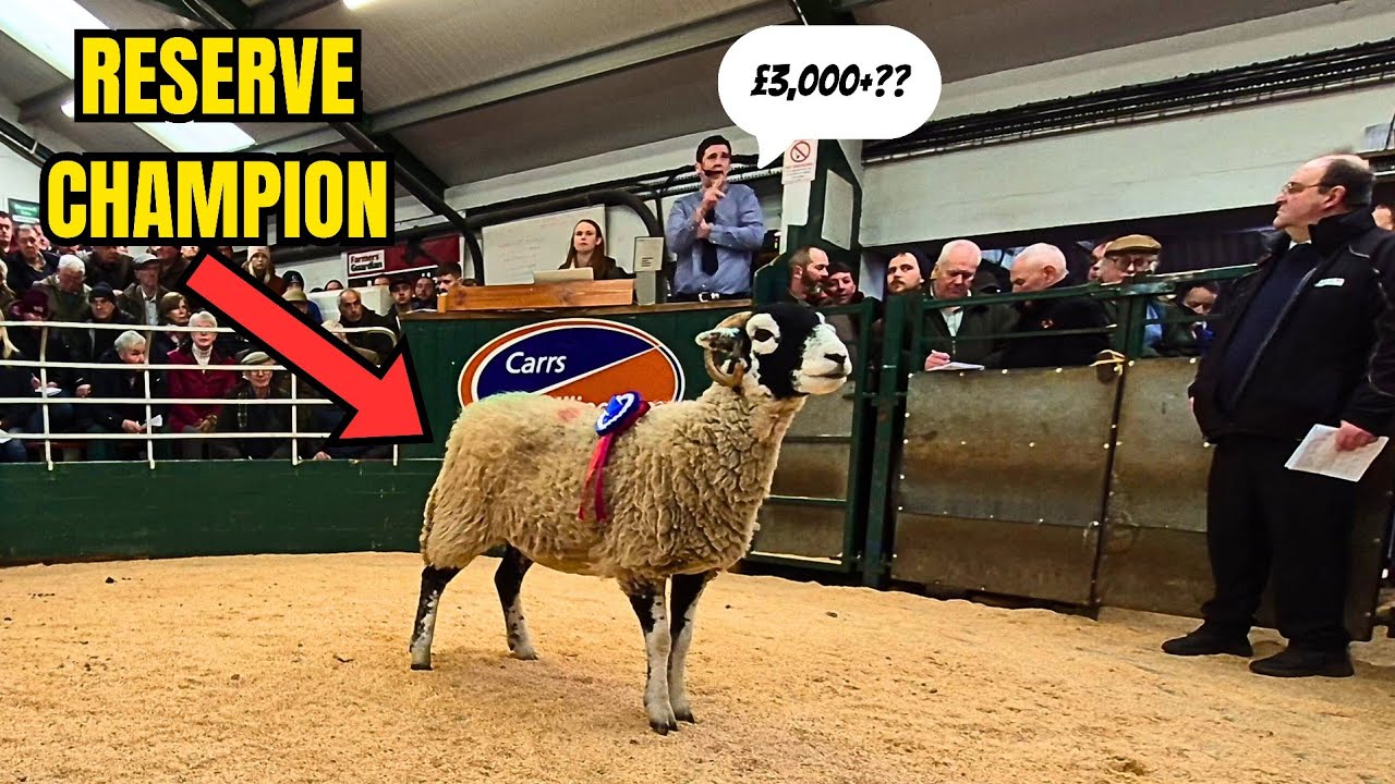 Pedigree Female Swaledales at Hawes Auction Mart | A Rare Day Off 