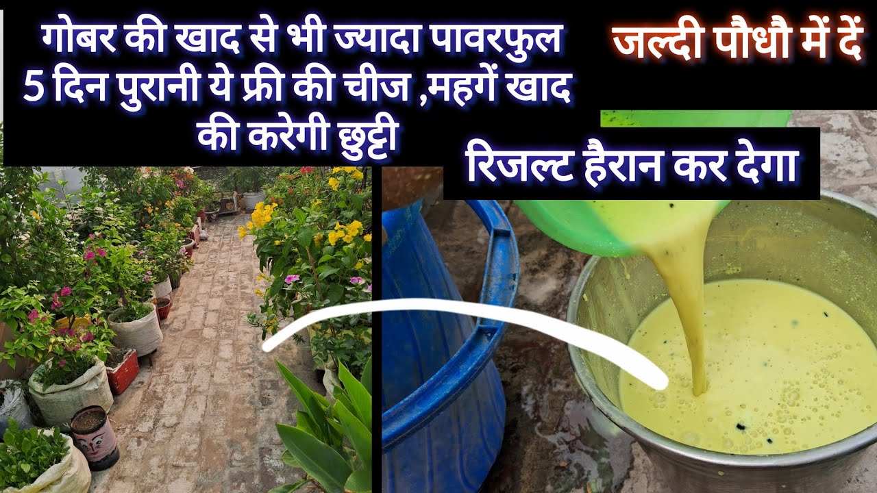 गोबर की खाद से भी ज्यादा पावरफुल, 5 दिन पुरानी ये फ्री की चीज गार्डन को फल सब्जियों से भर देगी 