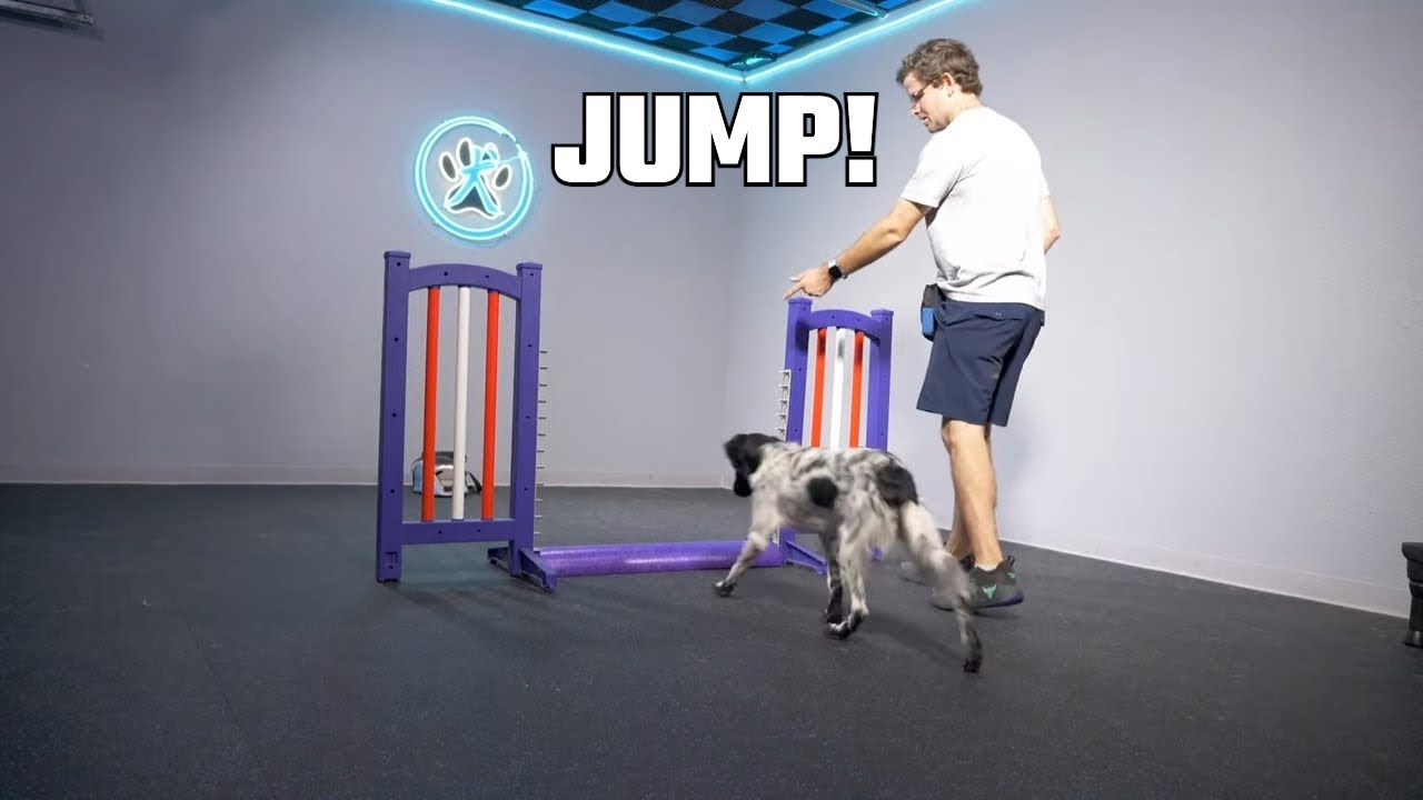 Jump Cues and Backsides: Mastering Dog Agility Techniques 🐾