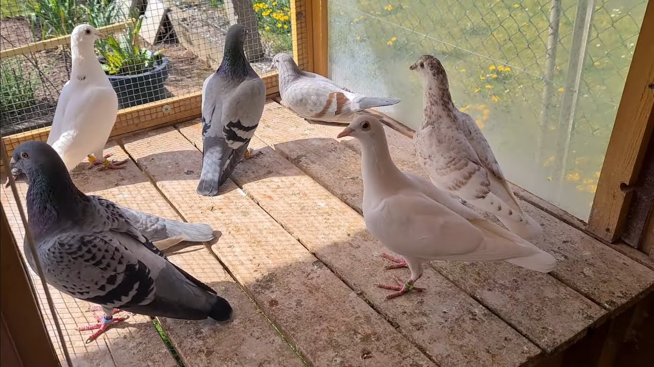Unsere Tauben am 16.04.20