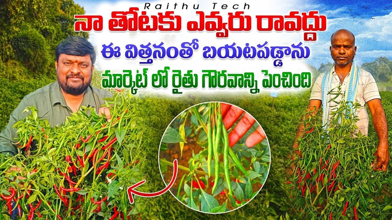 ఈ విత్తనంతో బయటపడ్డాను// Best chilli variety in India// Rythutech 