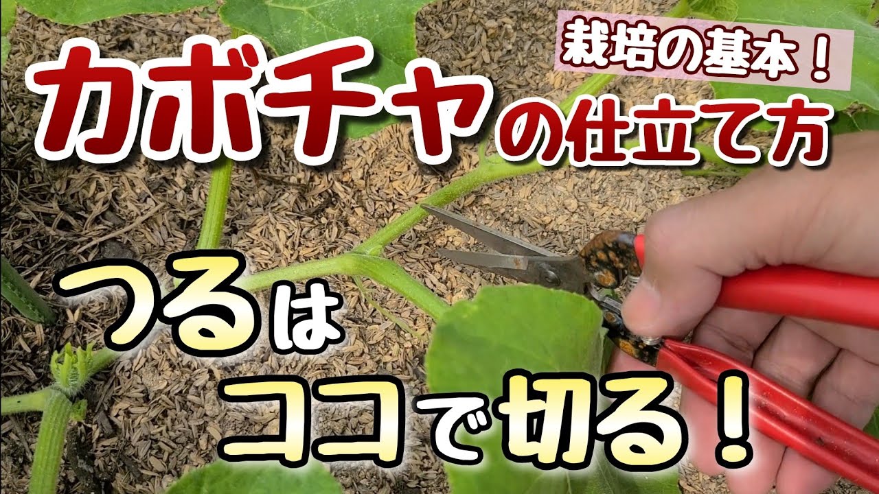 【カボチャ】仕立て方法の基本～親づるの摘心と子づるの芽かき～