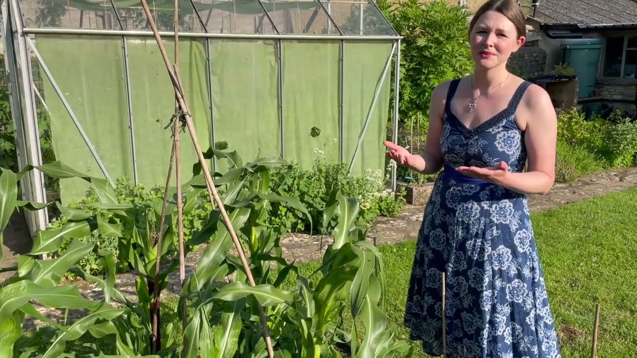 Painted Moutain Corn: A Legacy of Indigenous Agriculture