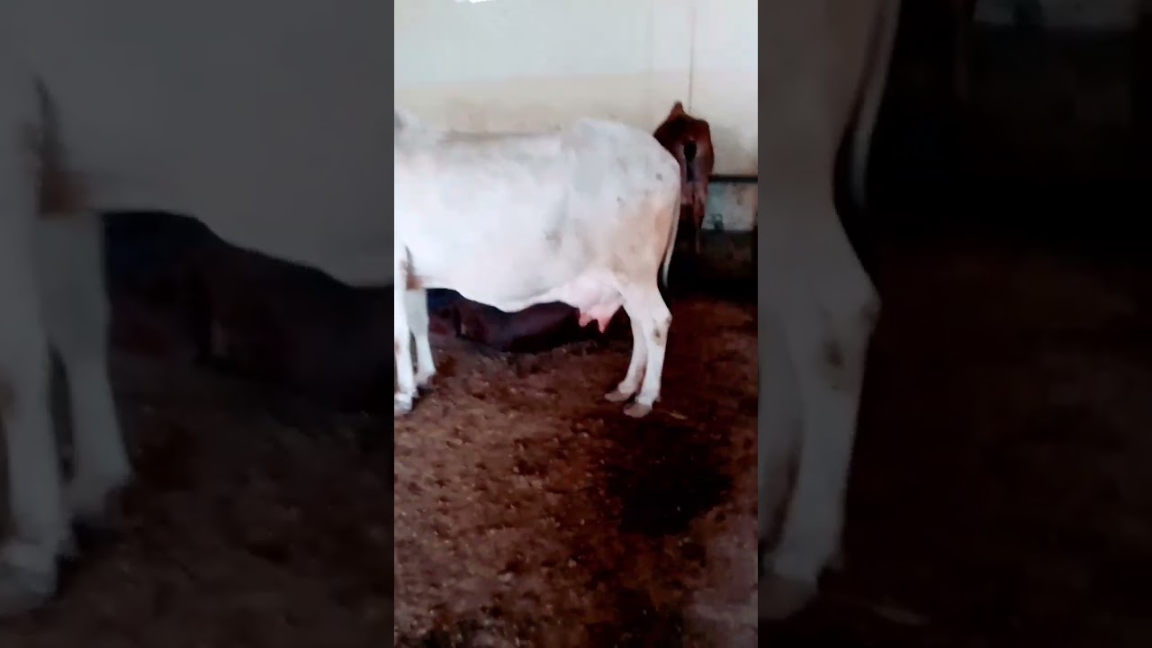 Desi Cow in india highest milk 🥛 Desi gay #desicow #cow #ytshorts #trending