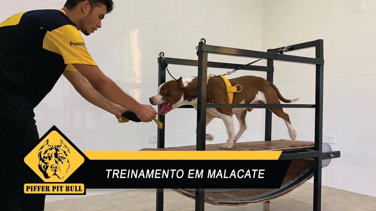 Treinamento | Condicionamento no Malacate - Piffer Pit Bull