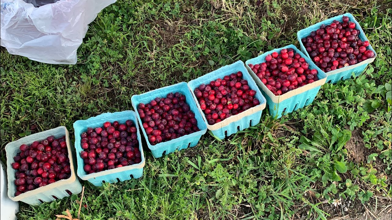 Juneberry/serviceberry/shadbush/saskatoon foraging and seed saving