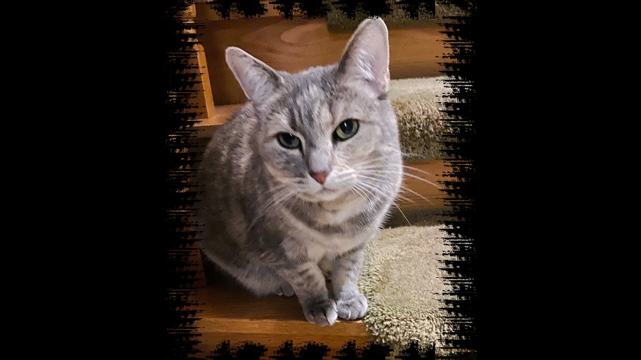 Hera