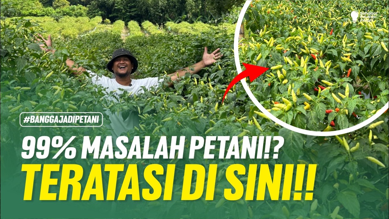 CARA MENGATASI PATEK CABAI DI MUSIM HUJAN, TERBUKTI 0% SERANGAN‼️