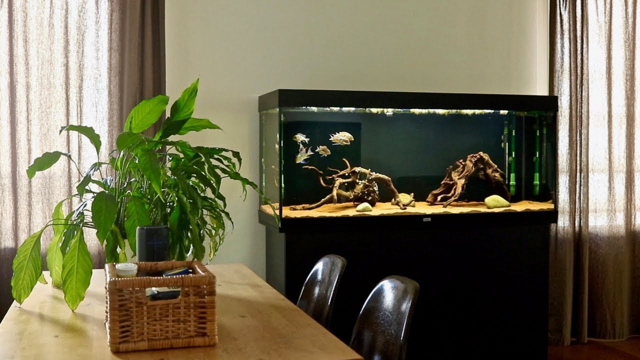 New Tank Setup for my Geophagus Tapajos Red Head Fish | Blackwater Aquarium