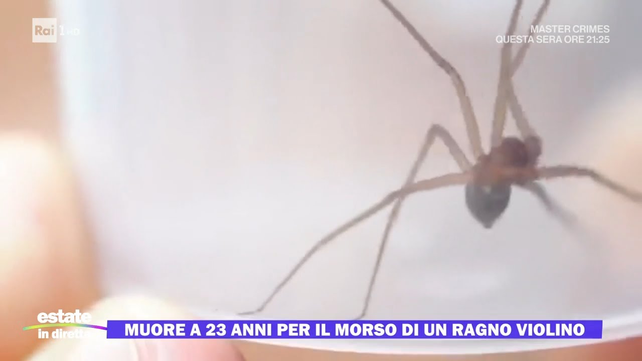 Collepasso, muore a 23 anni per il morso di un ragno violino - Estate in diretta 20/08/2024