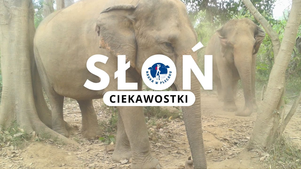 Słonie - ciekawostki - film edukacyjny dla dzieci i młodzieży
