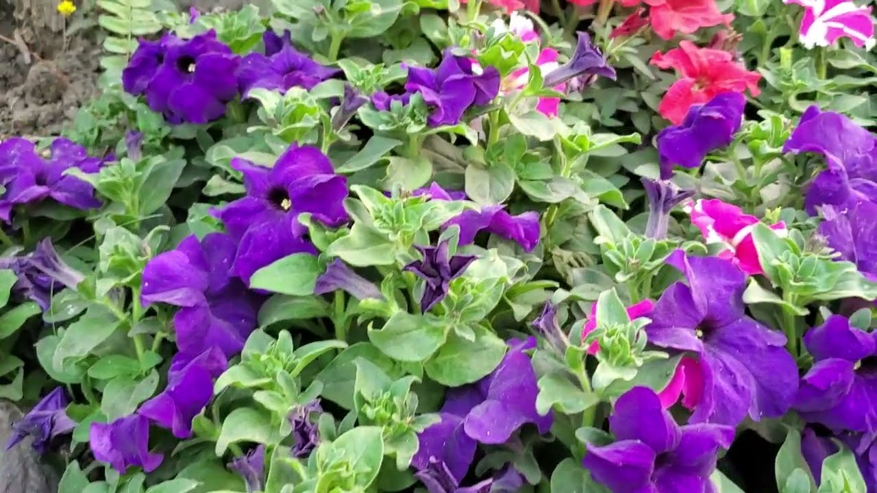 Roadside Beautification