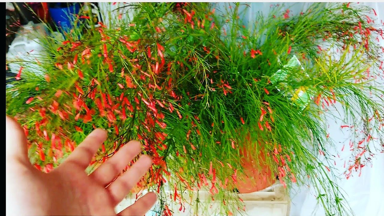 Firecracker Plant! Russellia Equisetiformis || Hummingbird Magnet!
