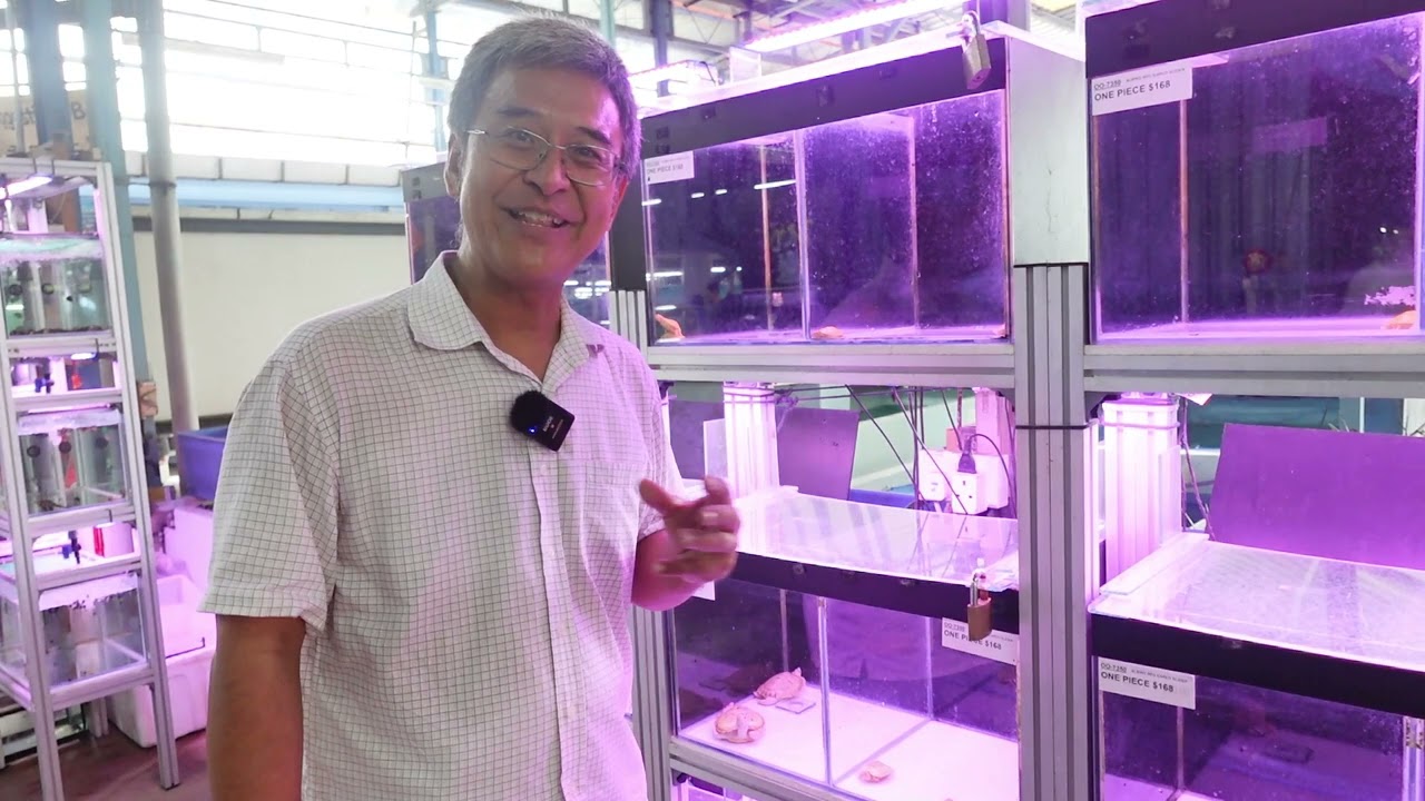 Experience Qian Hu Fish Farm - Explore the Kranji Countryside by KCA