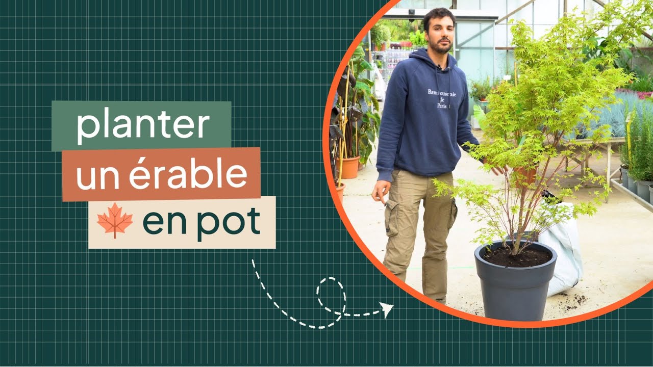 Comment planter un érable du Japon ? (Acer Palmatum SangoKaku)
