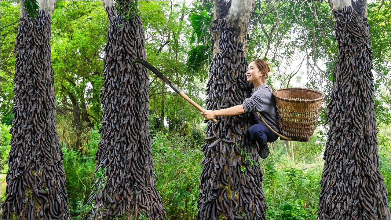Harvesting Black Locust Tree (Forest Leeches) - Make braised pork thighs Goes to the market sell