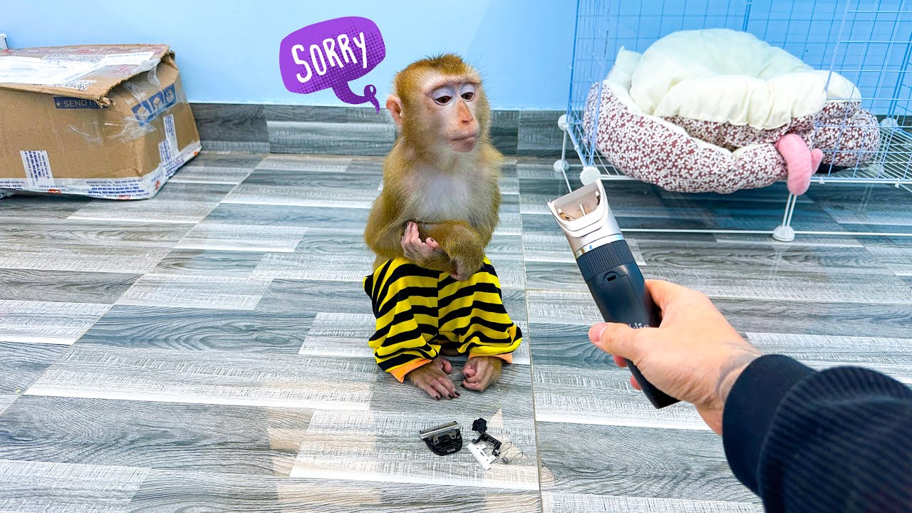 Kaka was worried when her accidentally broke  father's trimmer