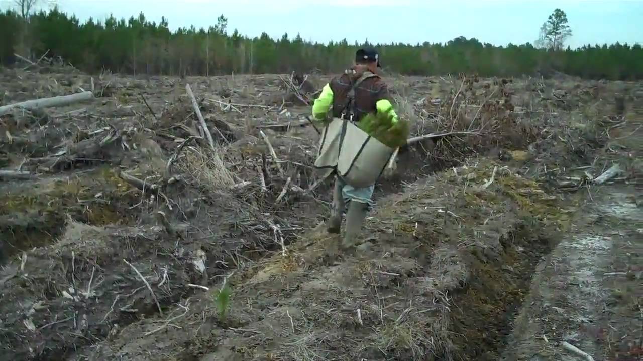 Lowcountry Tree Planting