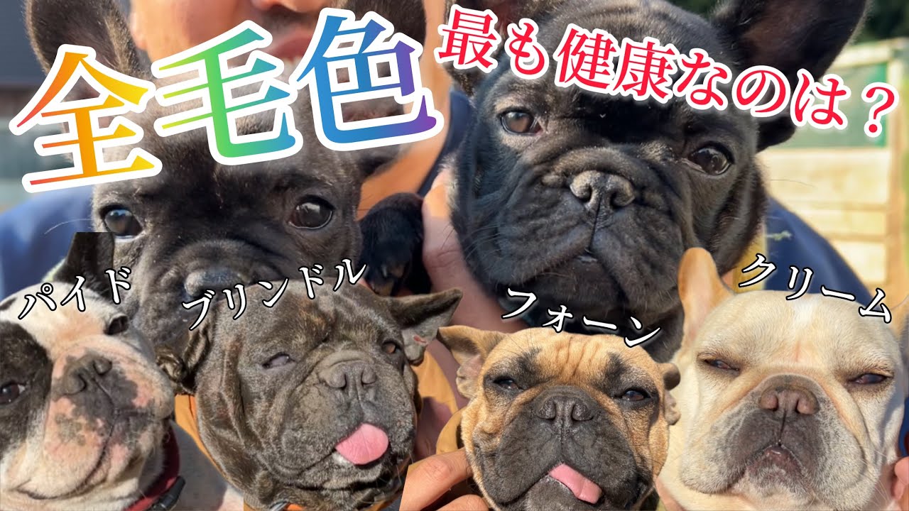 フレブルの全毛色とその作り方を紹介/病気や健康面についても徹底解説！