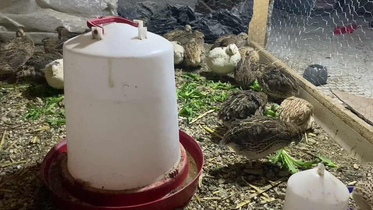 Karışık bıldırcın s&uuml;r&uuml;r&uuml;m&uuml;z (bıldırcın bakımı ve ortam koşulları) #quail #quailfarming