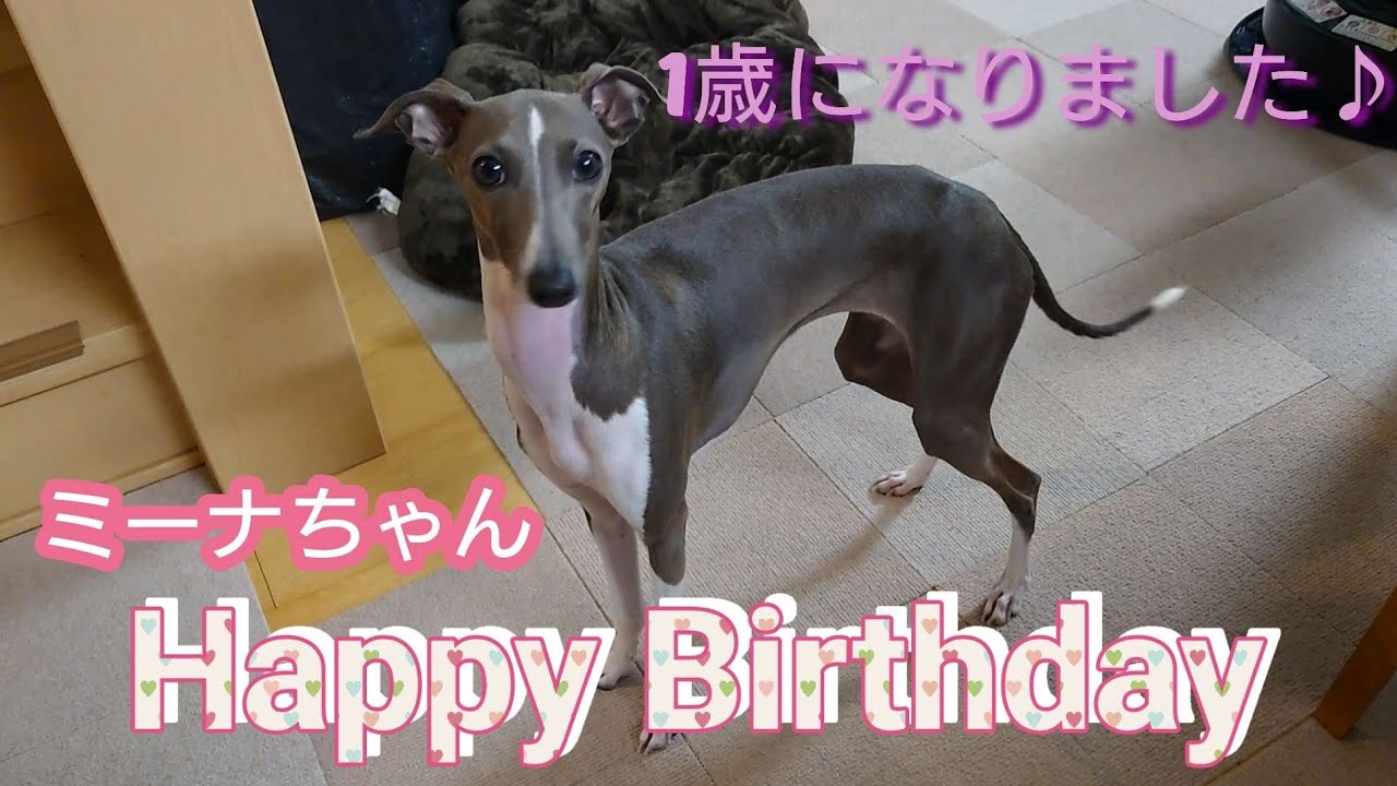 【誕生日】イタグレのミーナちゃん1歳になりました【1年振り返り】