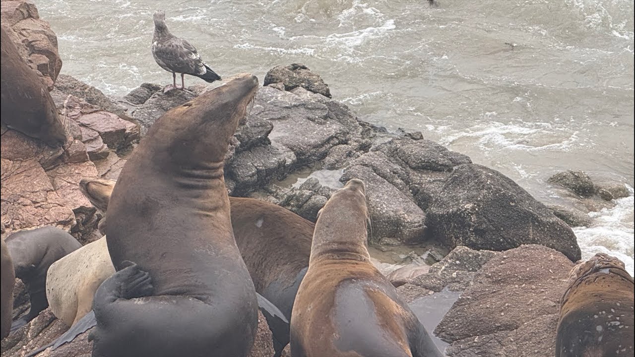 Sea Lions at Dusk 🌙 | Sunset Live from San Carlos Beach, #SeaLions #OceanViews #SunsetLive