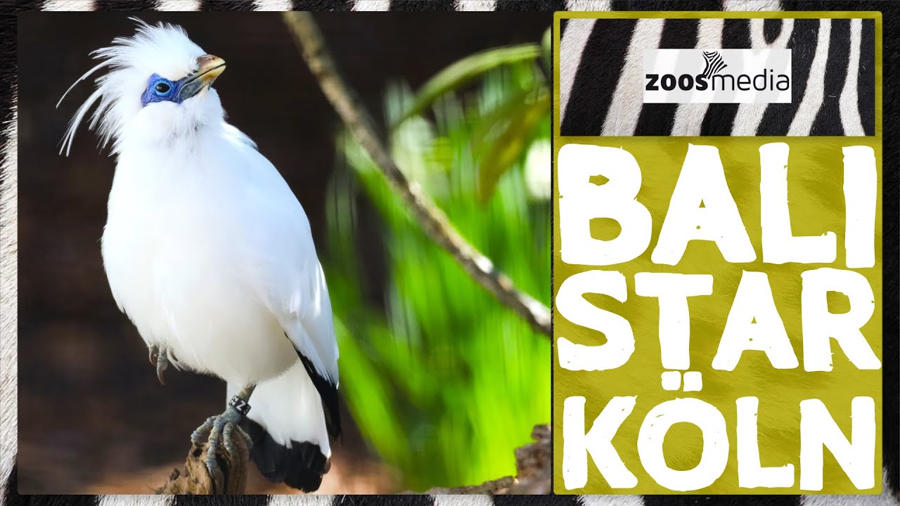 Kölner Zoo: BALISTARE - Rettung einer Art | zoos.media