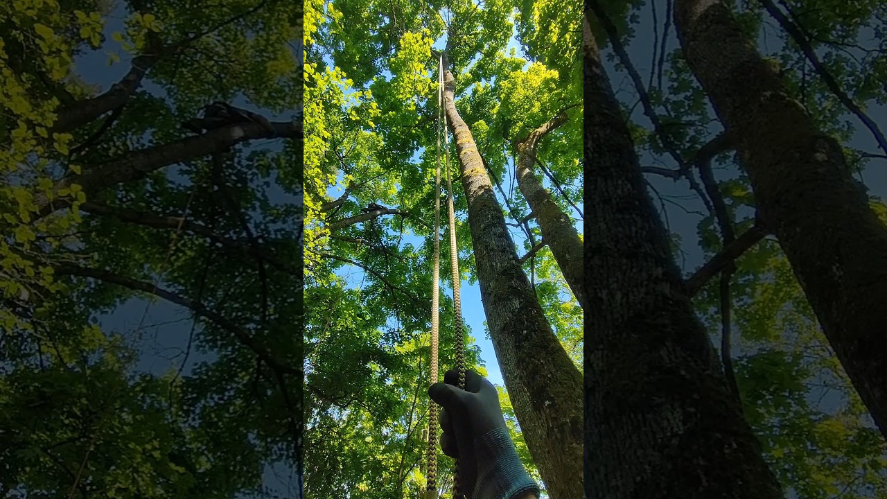 #TreeClimbing #ZigZagDevice #ArboristLife #TreeWork #ClimbingGear #TreeClimber