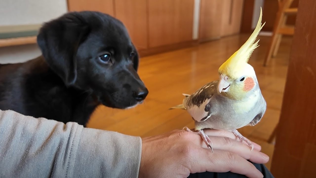 【犬Vlog】かくれんぼして遊ぶ子犬とオカメインコ。