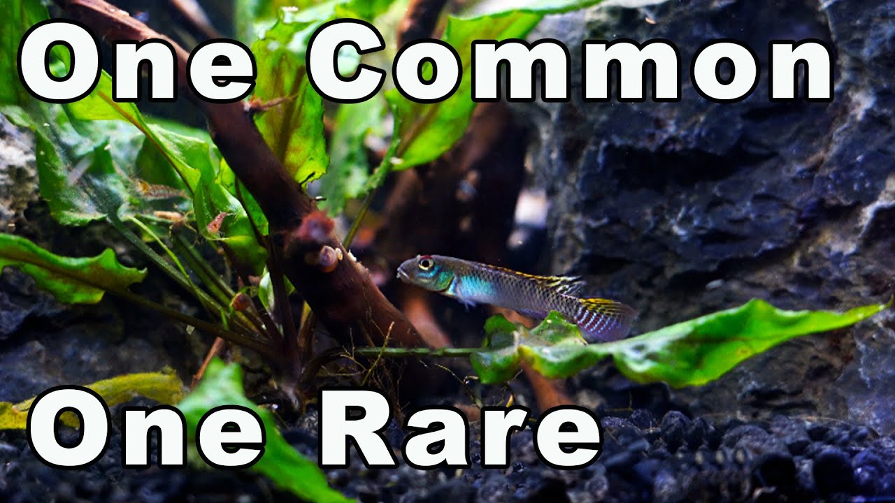 Nanochromis Splendens Find a New Home with a Cool New Common Fish