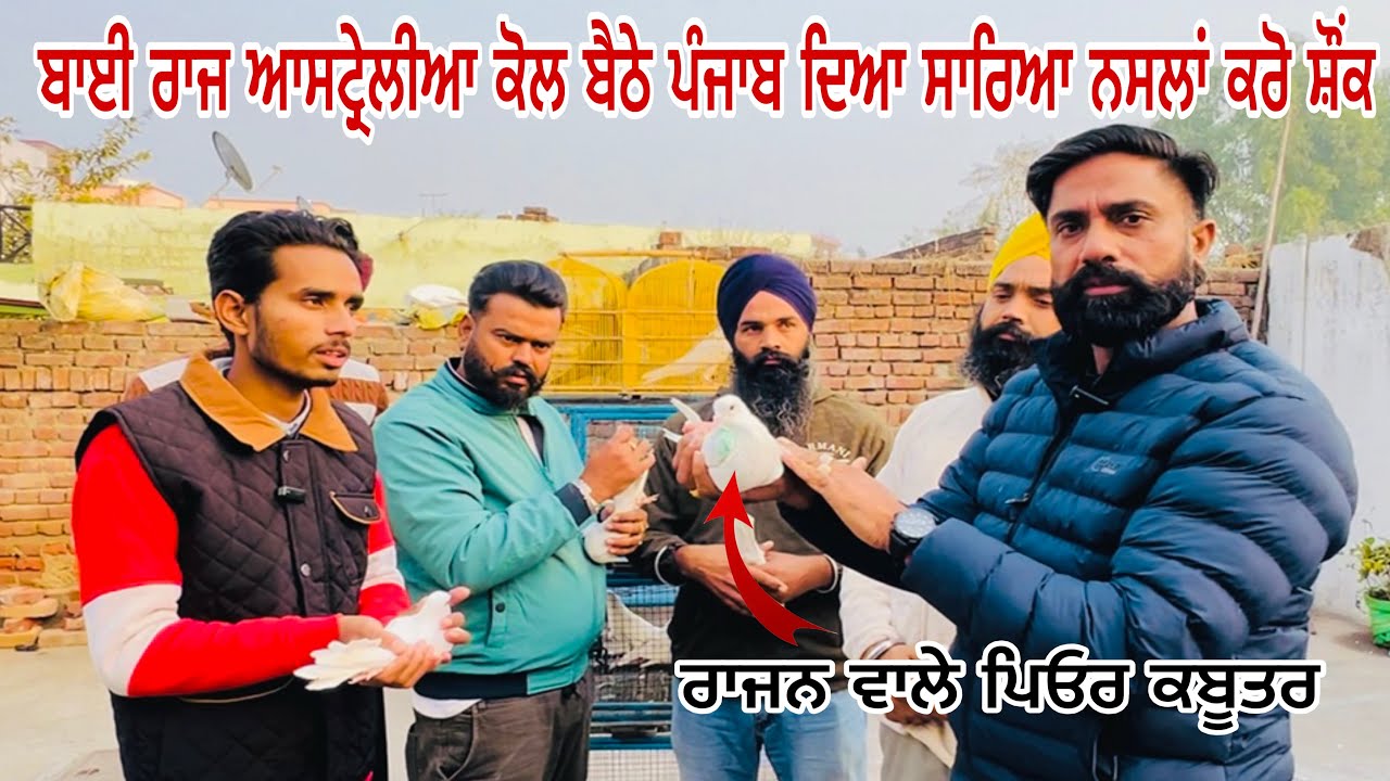 ਬਾਈ ਰਾਜ ਆਸਟ੍ਰੇਲੀਆ ਦੇ ਬਾਜ਼ੀਆ ਜੇਤੂ ਕਬੂਤਰ ॥ ALL ਪੰਜਾਬ ਦੀਆ ਨਸਲਾਂ #kabutar #rajaustralia