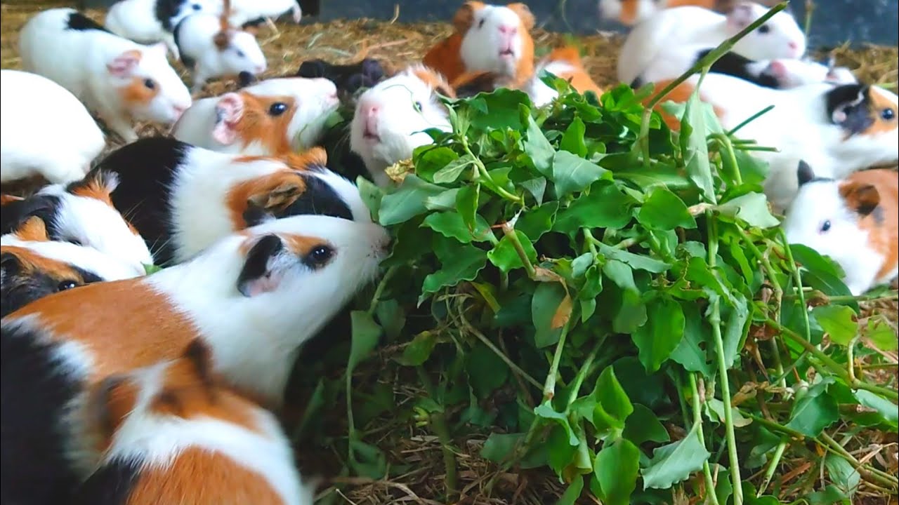 Cute Guinea pigs eating ASMR , cutest guinea pigs, eating Guinea pig for the first time, cute pet 