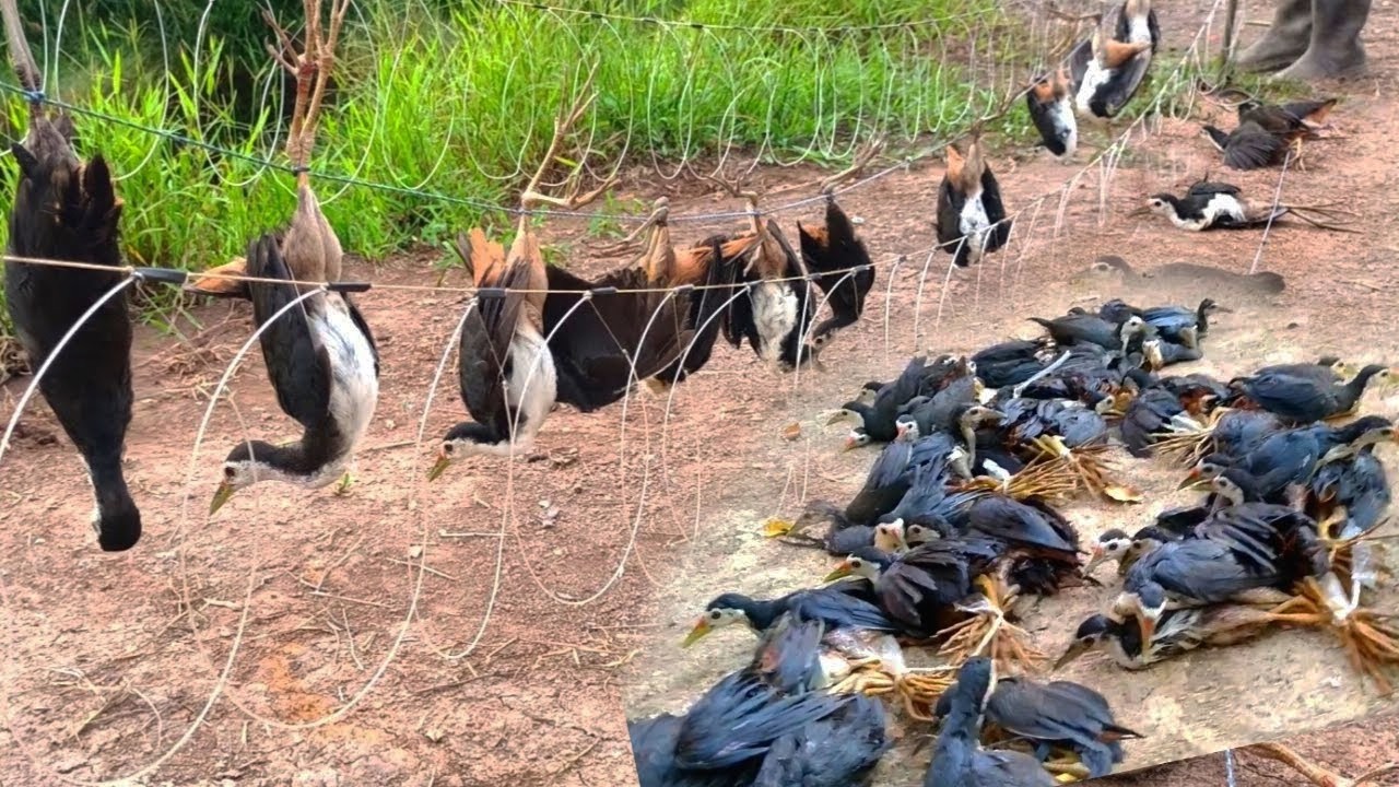 Bird Trapping In Traditional Way | Lessons In The Wild#birdtrap
