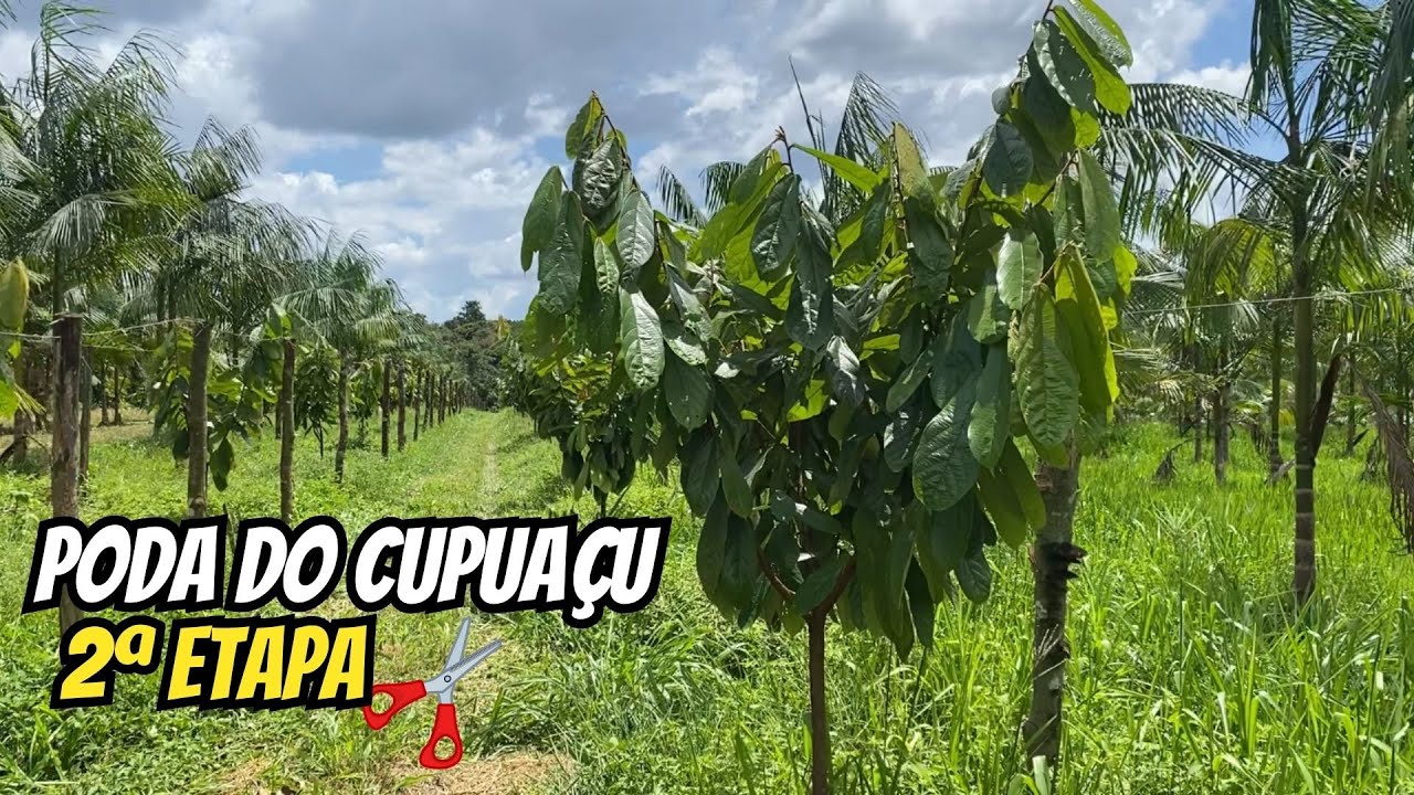 Poda de formação do cupuaçu (Parte 2) - Podas do cupuaçu BRS Carimbó