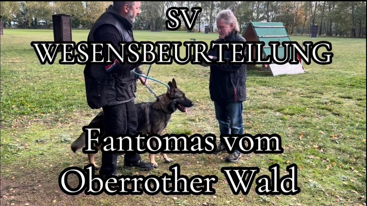SV WESENSBEURTEILUNG (Wesenstest) für Schäferhunde 2024