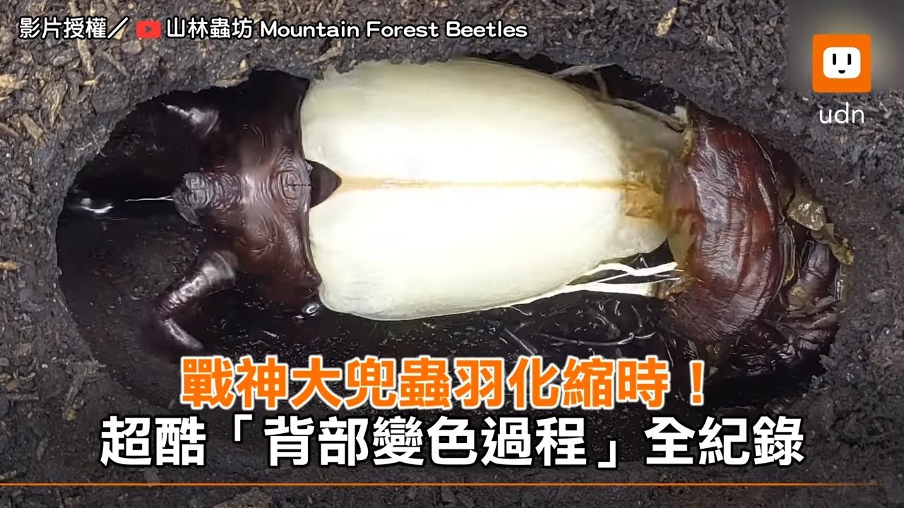 戰神大兜蟲羽化縮時！超酷「背部變色過程」全紀錄｜生活 @m.f.beetles