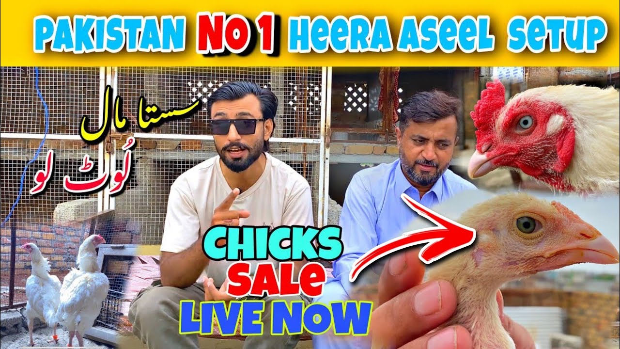 Top Quality Heera Aseel Chicks Available | Pakistan No 1 Paper White Aseel Chicks For Sale | PetShet