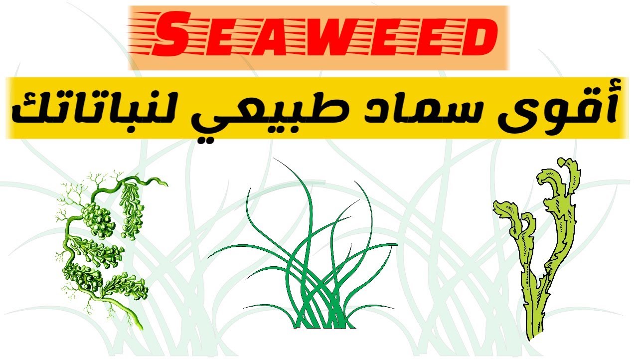 سماد الطحالب البحرية، أقوى سماد طبيعي للنباتات seaweed