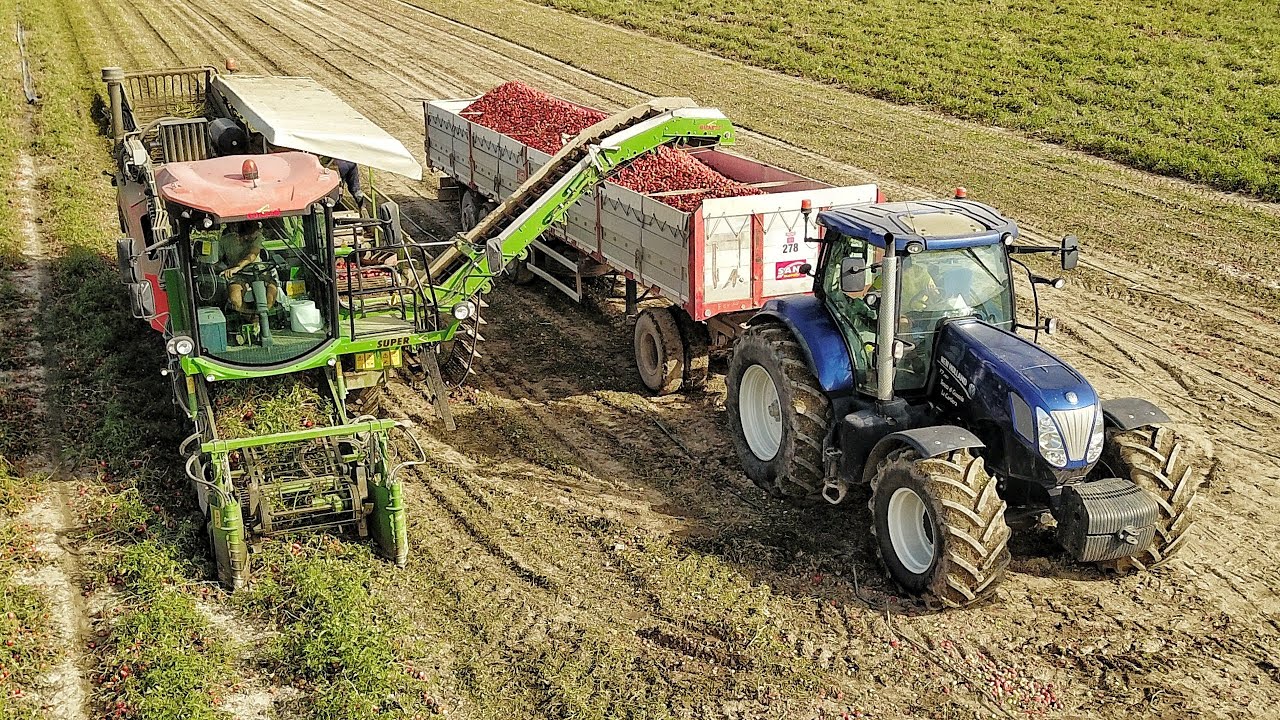 Raccolta Pomodoro | GUARESI Super G DS40 - New Holland T7.260 | TOMATO HARVEST