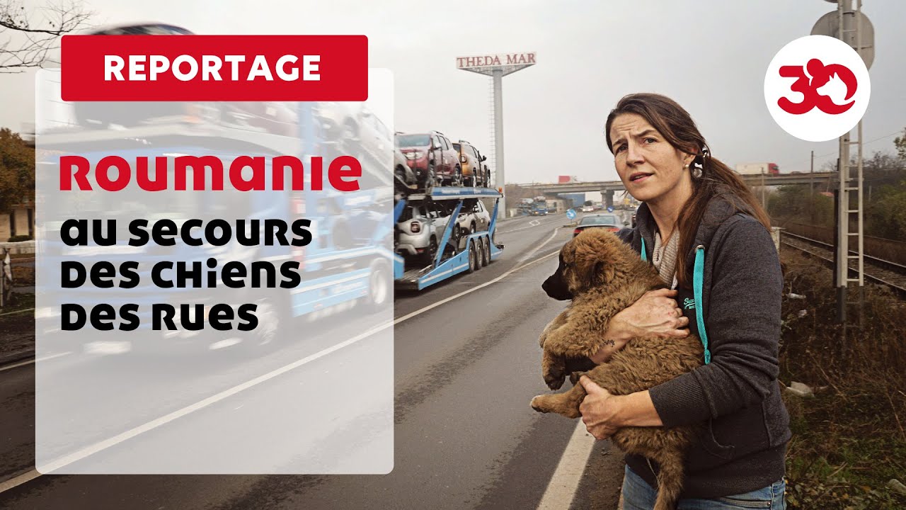 Roumanie : Au secours des chiens des rues