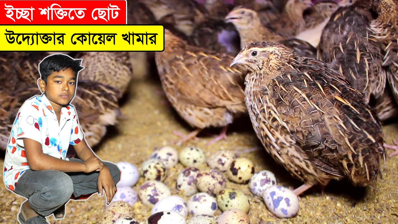 ইচ্ছা শক্তি থাকলে কোয়েল পাখি পালন থেকে আয় করা সম্ভব জানালেন ৮ম শ্রেণীর ছাত্র রাজ | Koyel Pakhi Palon