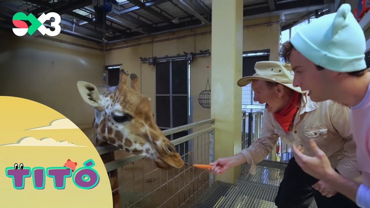 Excursió amb animals grossos | Titó