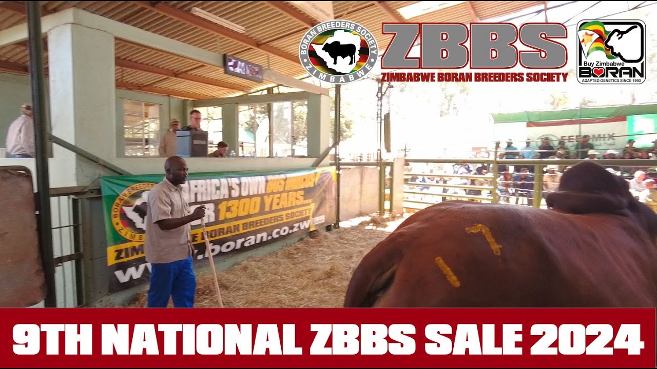 Epic Highlights from the Zimbabwe Boran Breeders Society 9th Annual National Sale 🐂🎉