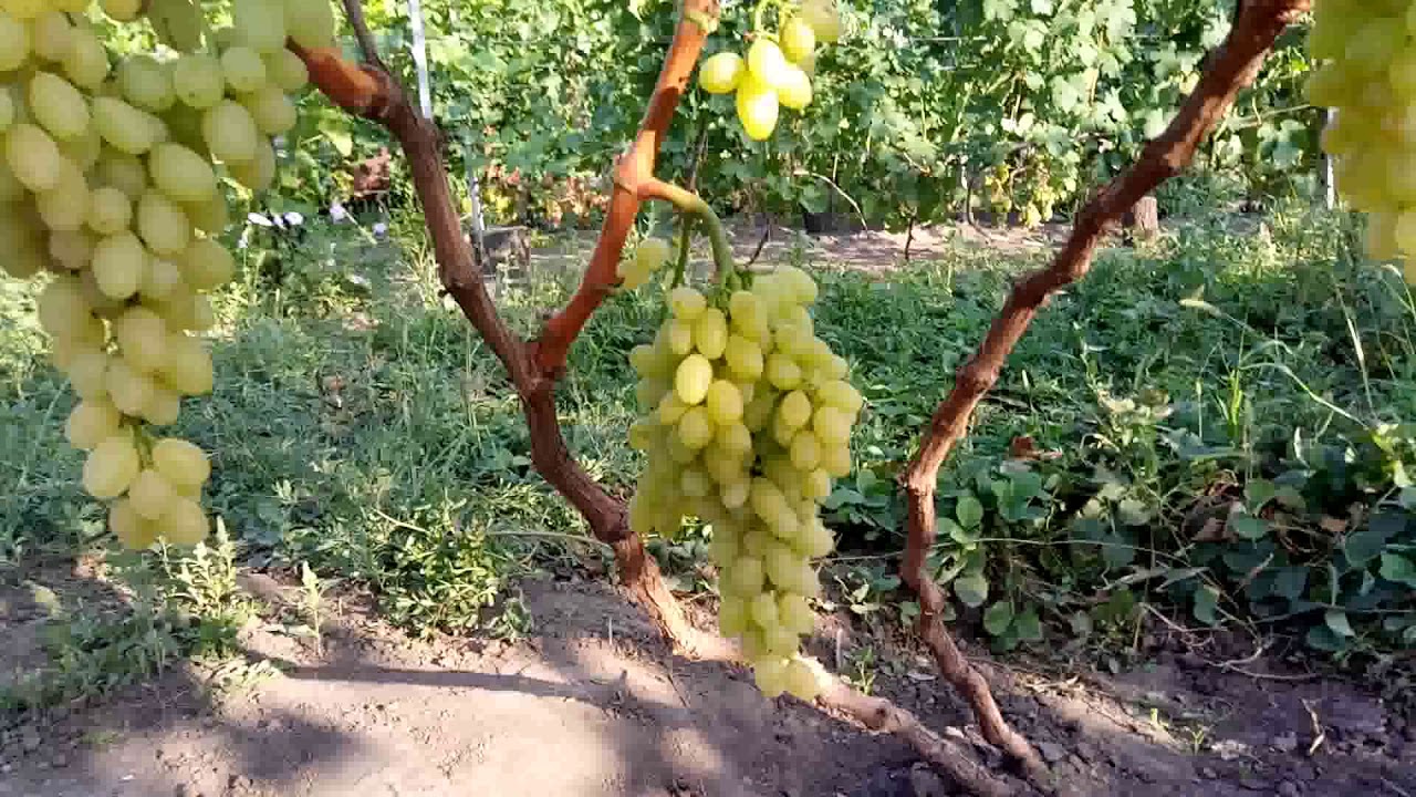 ВИНОГРАД   КИШМИШ  СТОЛЕТИЕ
